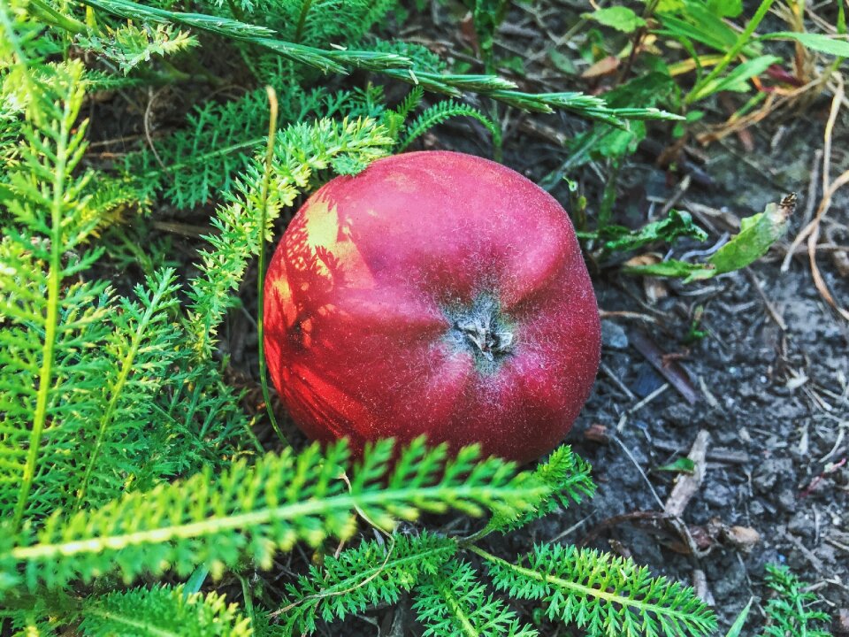 Grass summer red apple