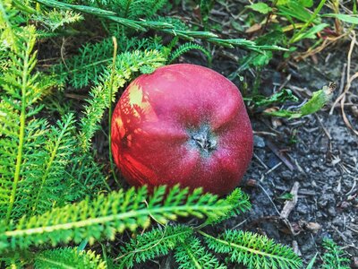 Grass summer red apple