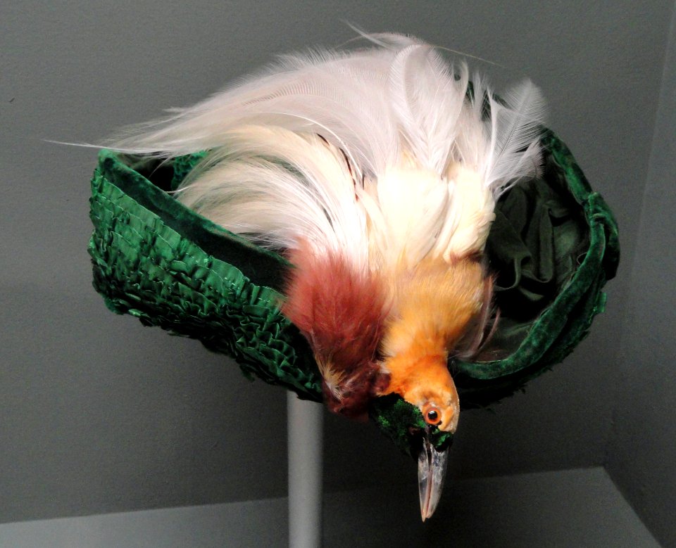Edwardian bird hat - Pacific Grove Museum of Natural History - DSC06608