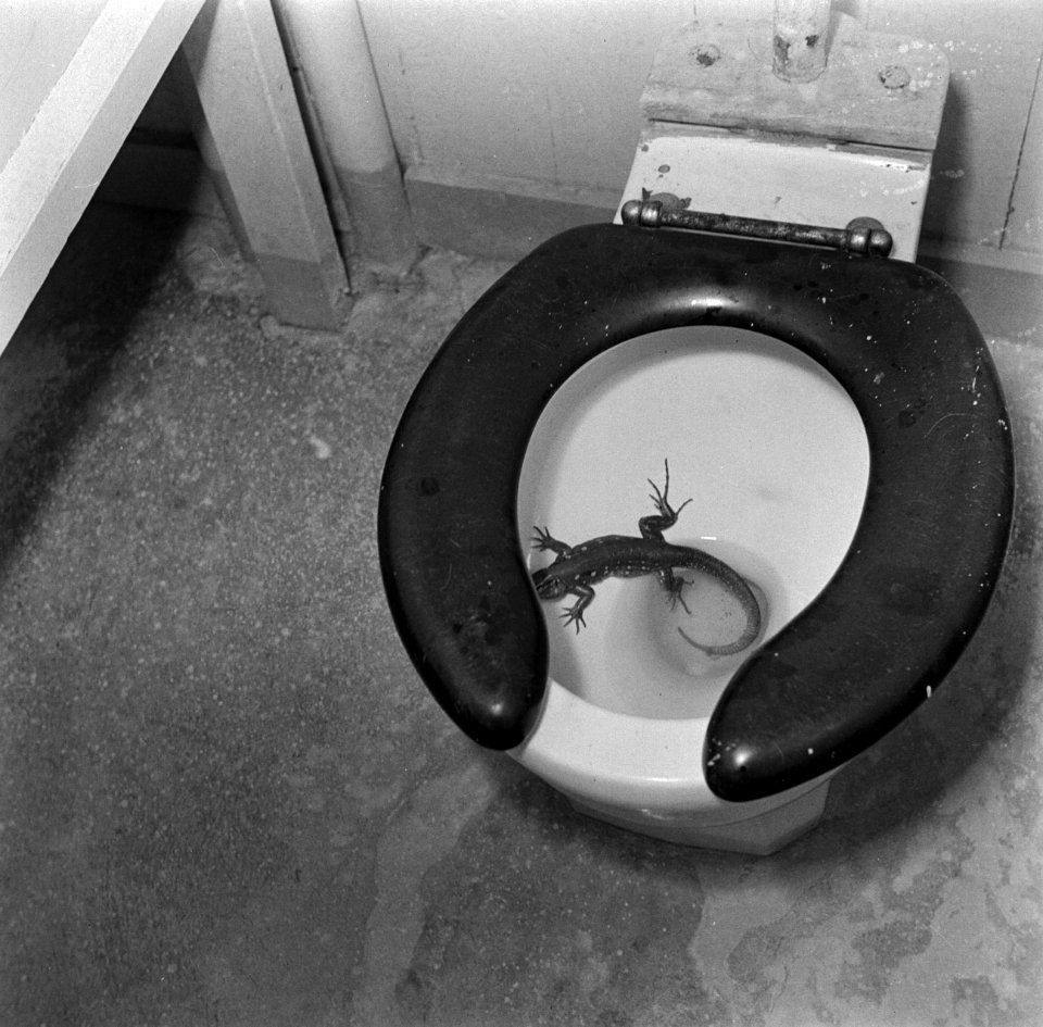 Een hagedis in een van de toiletten van de officiële gastenverblijven ('Pasanggr, Bestanddeelnr 252-7231