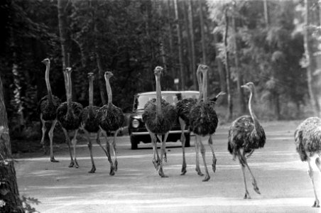Een groep struisvogels steekt de weg over, Bestanddeelnr 922-6428