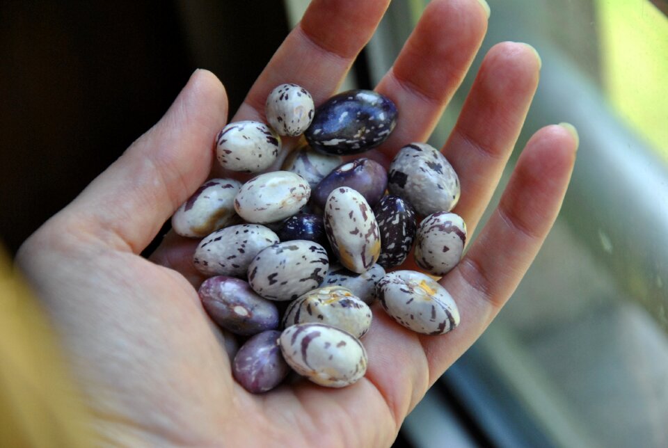 Legumes natural fresh