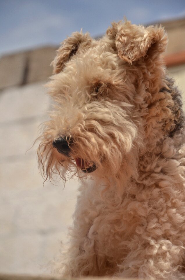 Fidelity animals dogs