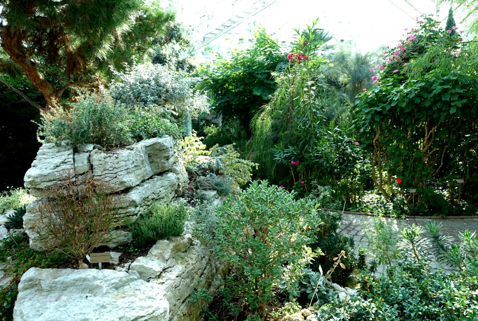 Edvard Anderson Conservatory - Bergianska trädgården - Stockholm, Sweden - DSC00331