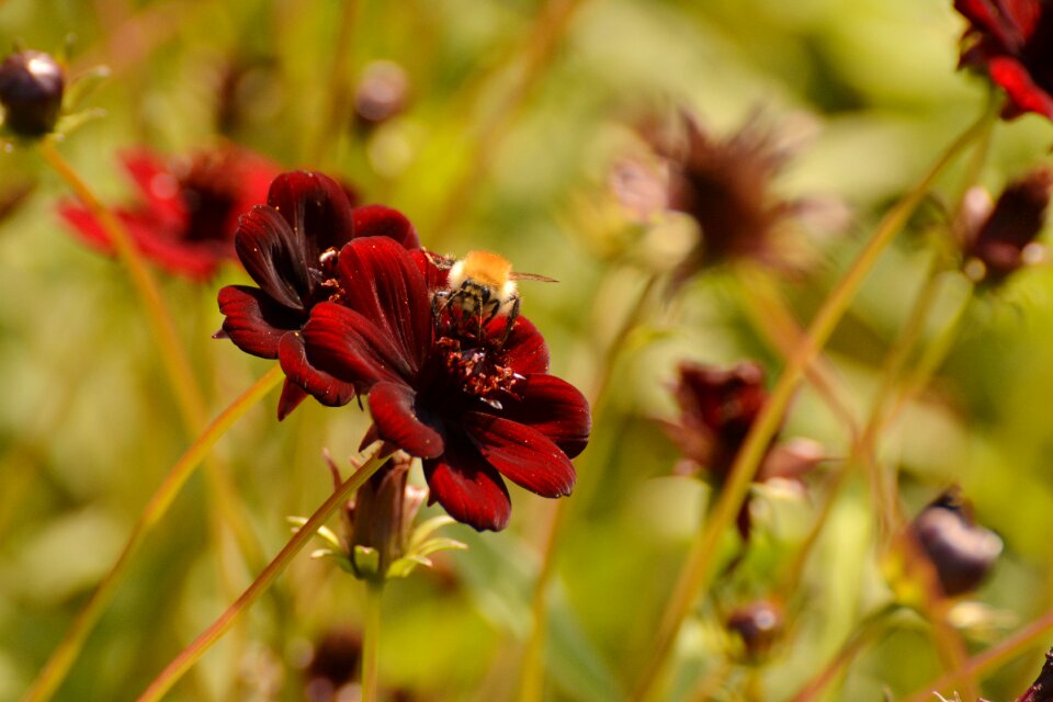 Garden flowers red dahlia