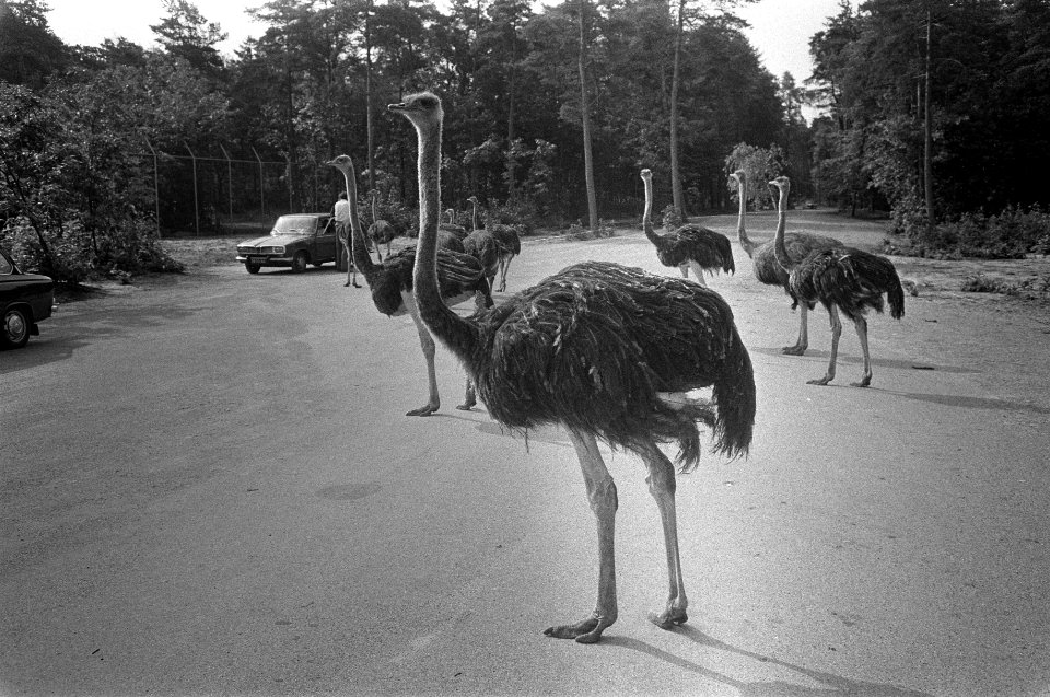 Een groep struisvogels, Bestanddeelnr 922-6434
