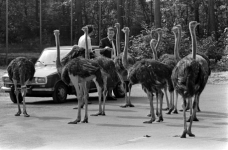 Een groep struisvogels bij een auto en bezoekers, Bestanddeelnr 922-6440