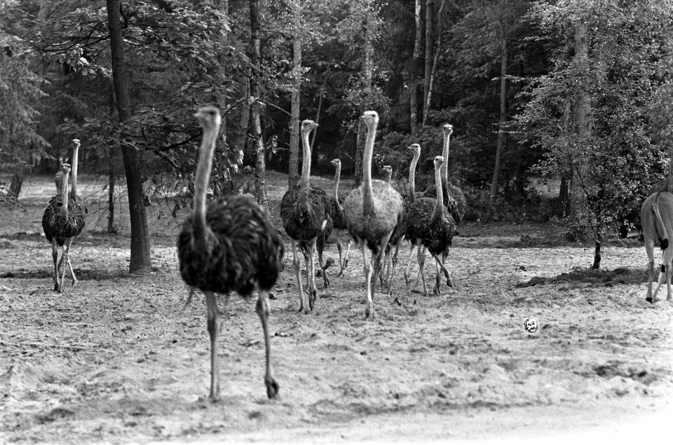 Een groep struisvogels, Bestanddeelnr 922-6437