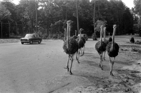 Een groep struisvogels, Bestanddeelnr 922-6433