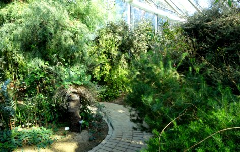 Edvard Anderson Conservatory - Bergianska trädgården - Stockholm, Sweden - DSC00361
