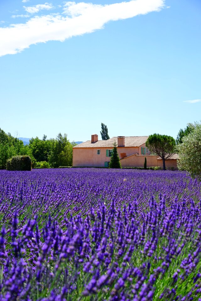 Lavender field lavender flowers blue