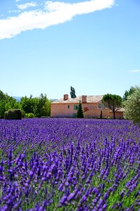 Lavender field lavender flowers blue photo