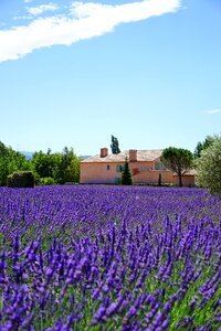 Lavender field lavender flowers blue