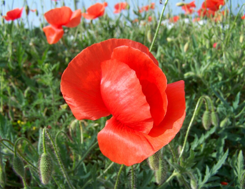 Poppy red flower meadow flower
