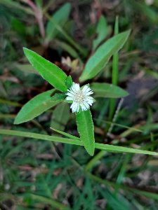 Eclipta prostrata or False daisy or Bhringraj