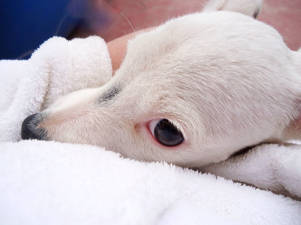 Pet look adorable