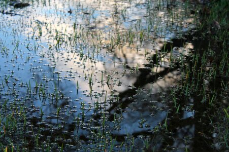 Grass wet spring