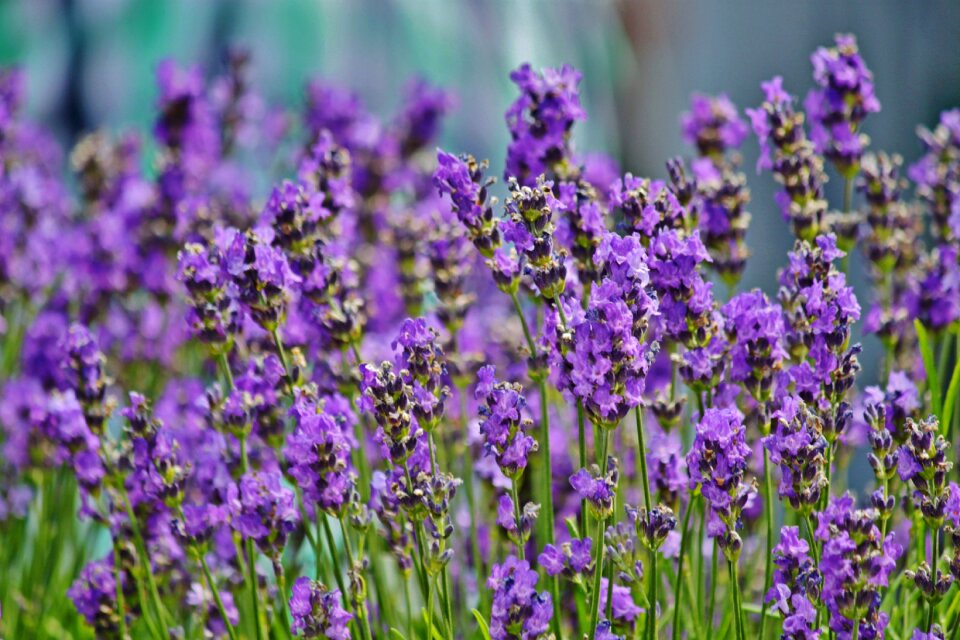 Bloom ornamental plant crop photo