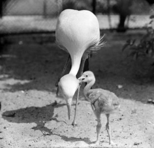 Echtpaar Paradijs-Kraanvogel in Artis heeft kleintje, Bestanddeelnr 914-1202