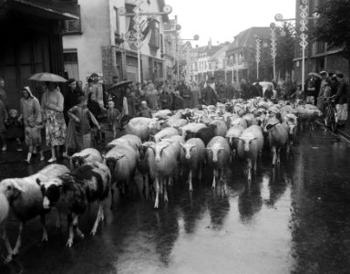 Edese heideweek, kudde Wolbalen doet zijn intrede, Bestanddeelnr 908-8816