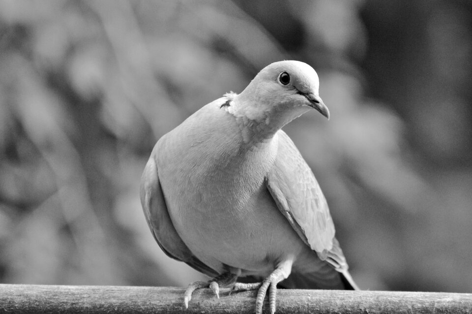 City pigeon foraging poultry