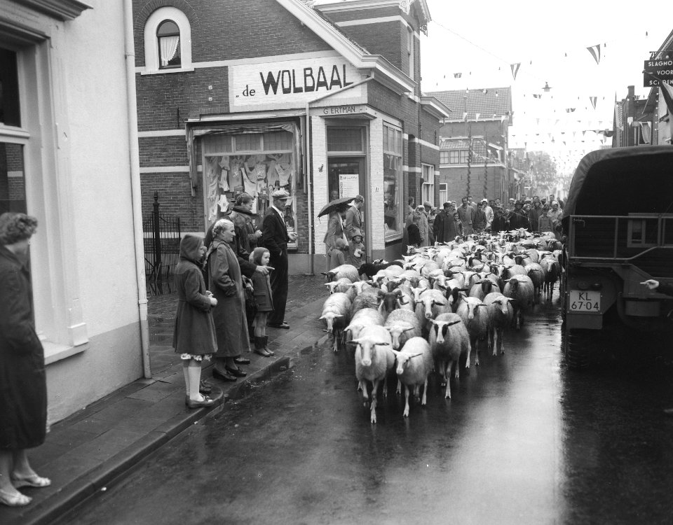 Edese heideweek, kudde Wolbalen doet zijn intrede, Bestanddeelnr 908-8814