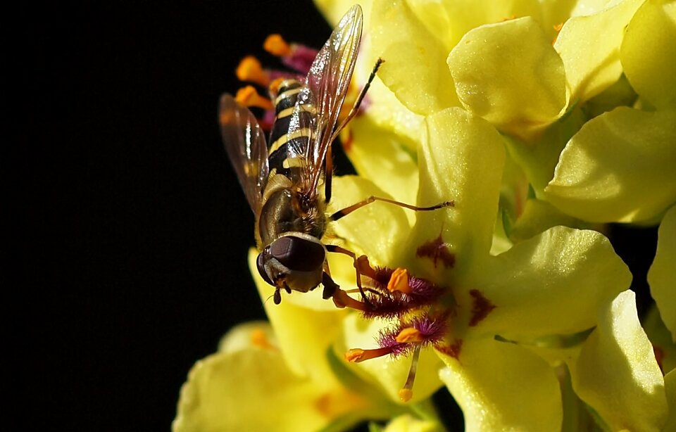Flowers insect close up
