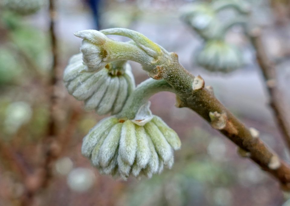 Edgeworthia tomentosa (Edgeworthia papyrifera) - Botanischer Garten - Heidelberg, Germany - DSC00917