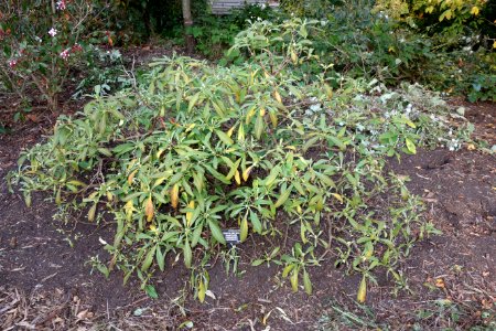 Edgeworthia gardneri - San Francisco Botanical Garden - DSC00104