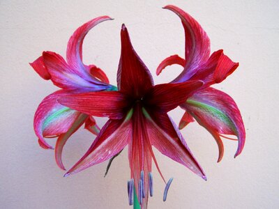 Amaryllis burgundy-colored flowers potted plant