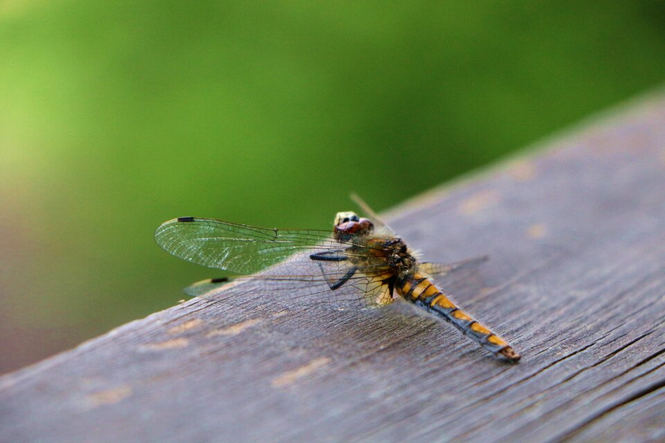 Macro nature close up photo