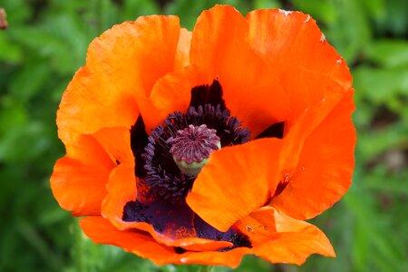 Red red poppy nature photo