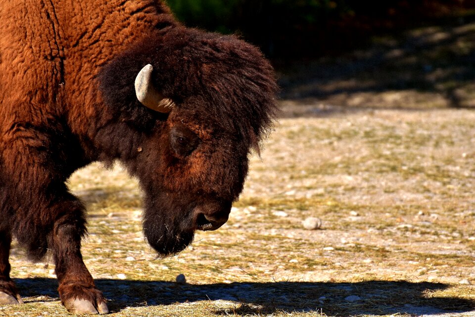 Horns animal animal world
