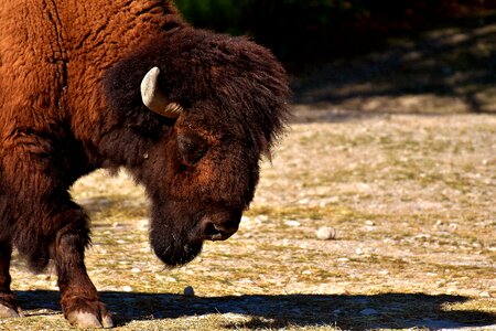 Horns animal animal world