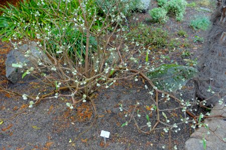 Edgeworthia tomentosa (Edgeworthia papyrifera) - Botanischer Garten - Heidelberg, Germany - DSC00909