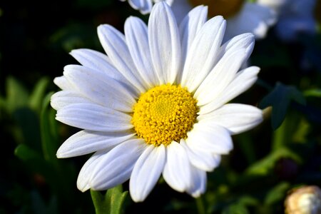 White flower bloom