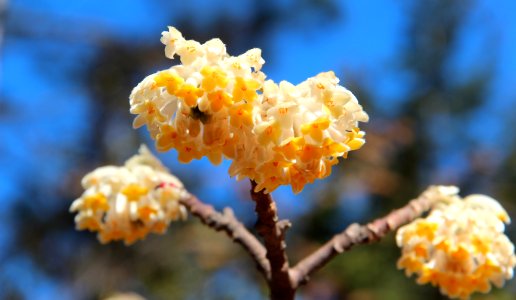 Edgeworthia chrysantha in Gibbs Gardens, Feb 2017