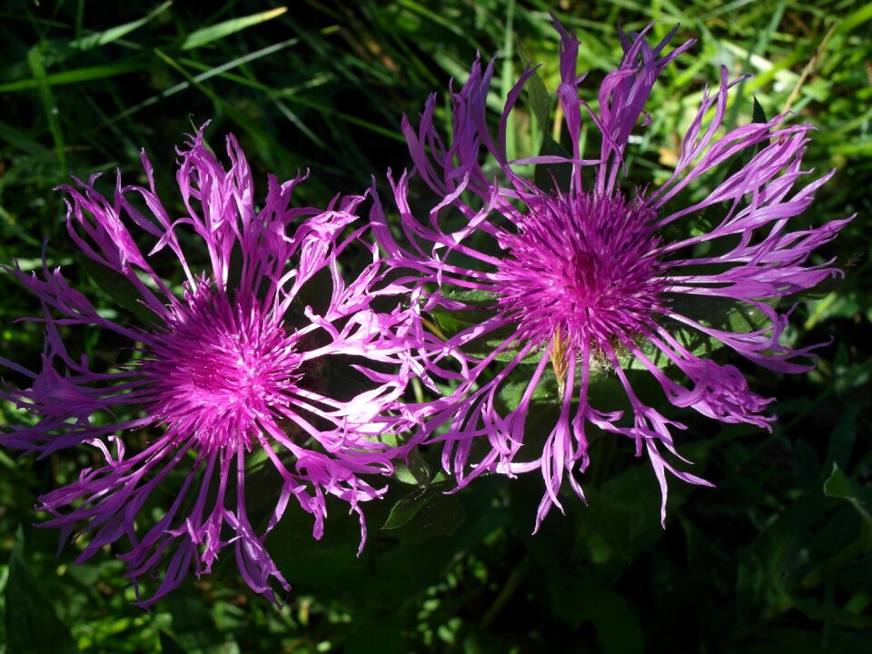 Thistle flora flower