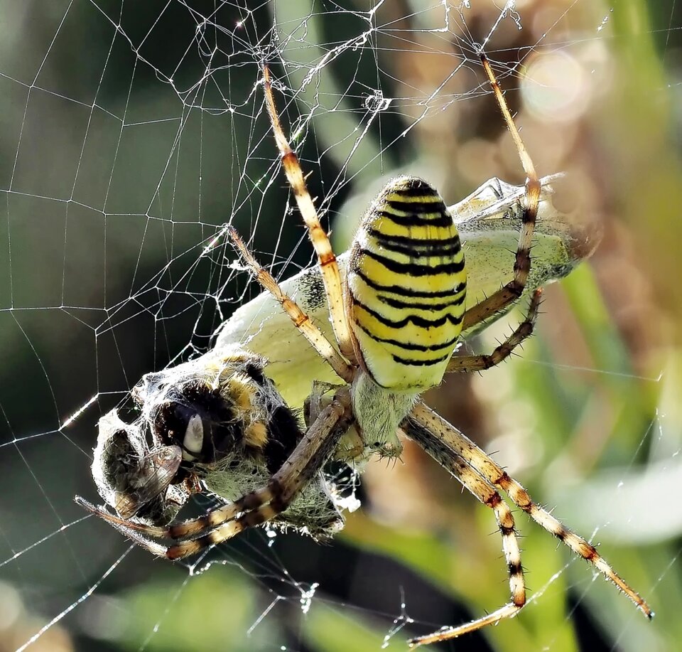 Argiope bruennichir butterfly web
