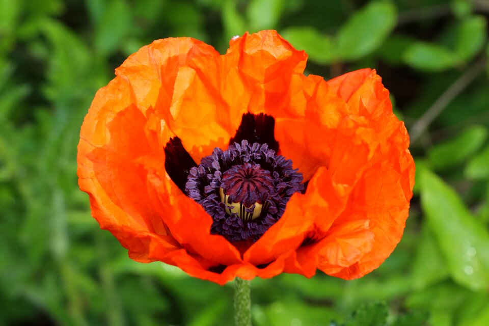 Bloom poppy flower red poppy photo