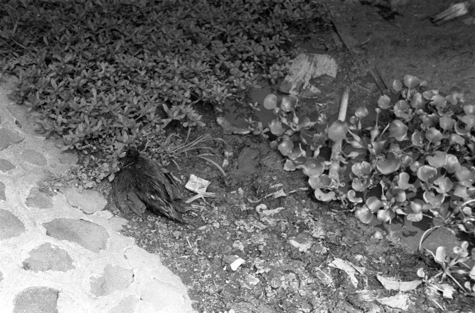 Een dode vogel, Bestanddeelnr 396-3-4