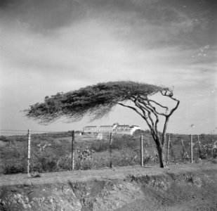 Een divi-diviboom met op de achtergrond klooster Scherpenheuvel op Curaçao, Bestanddeelnr 252-8544