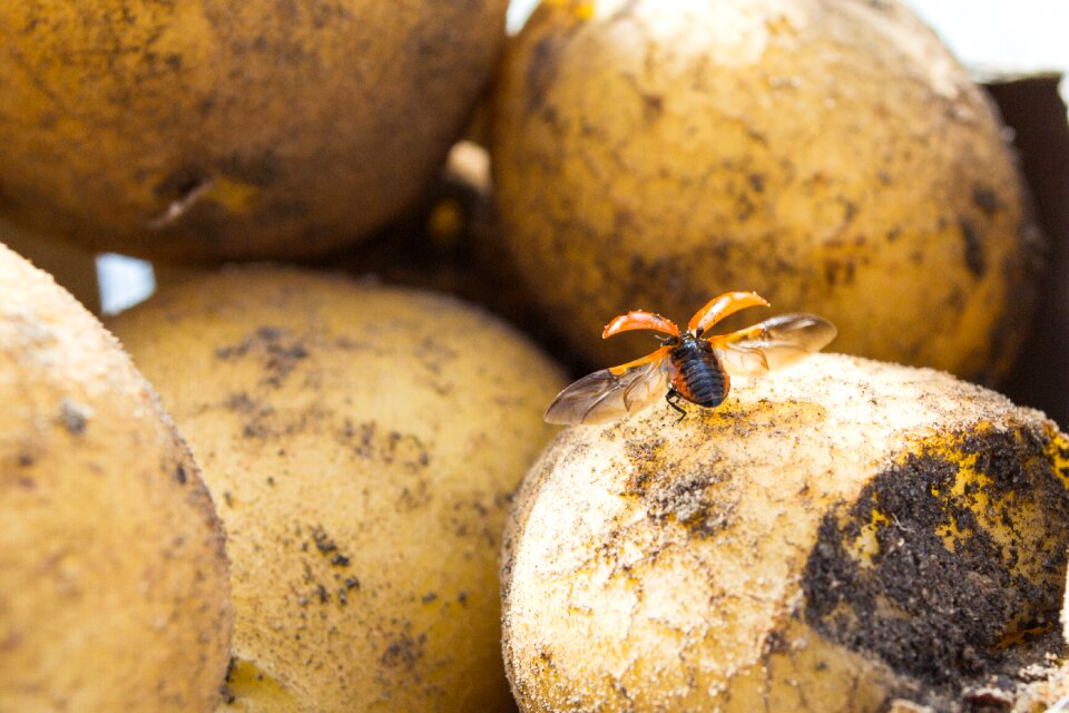 Potato flying insect