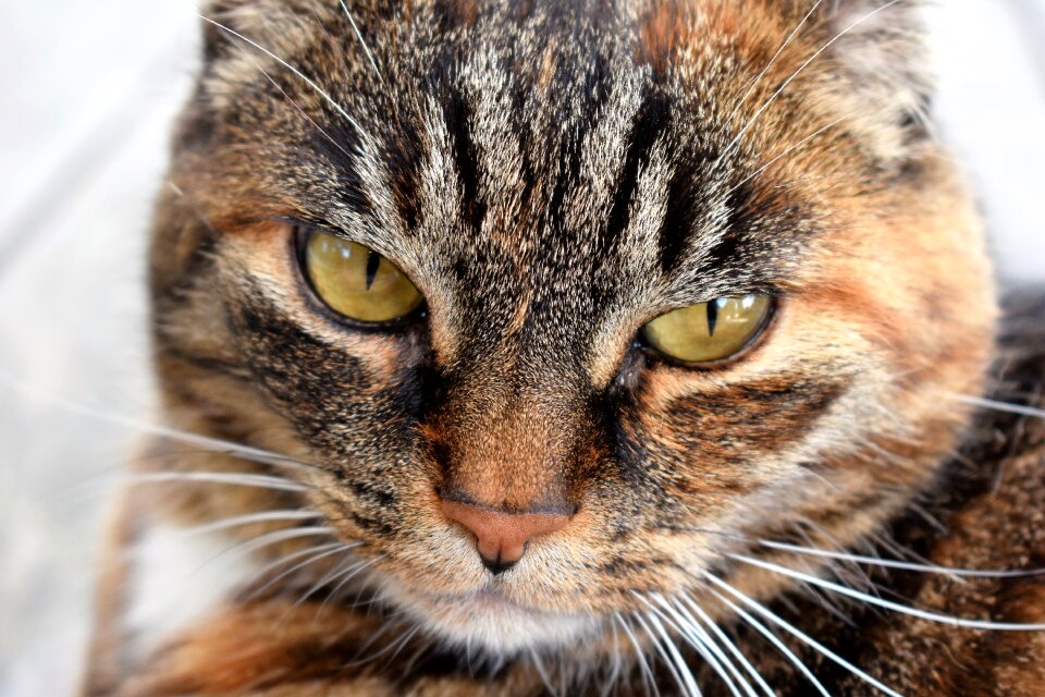 Domestic cat pet fur