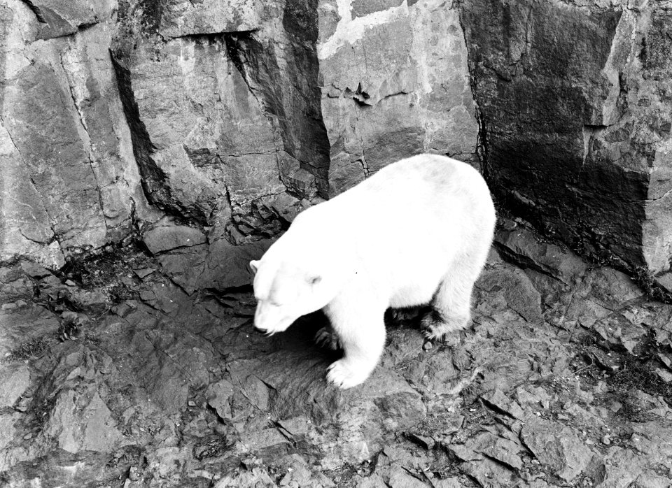 Edinburgh IJsbeer in de dierentuin, Bestanddeelnr 252-1263