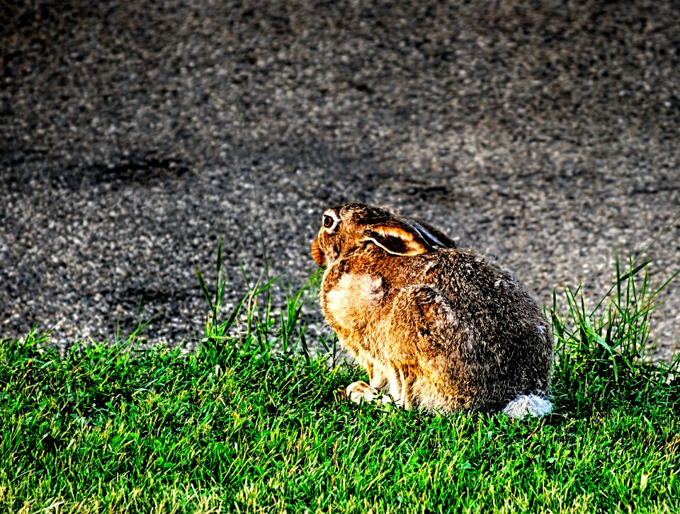 Edmonton-Alberta-Canada-Municipal-Airport-Hare-01B