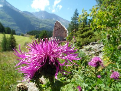 Insect summer nature