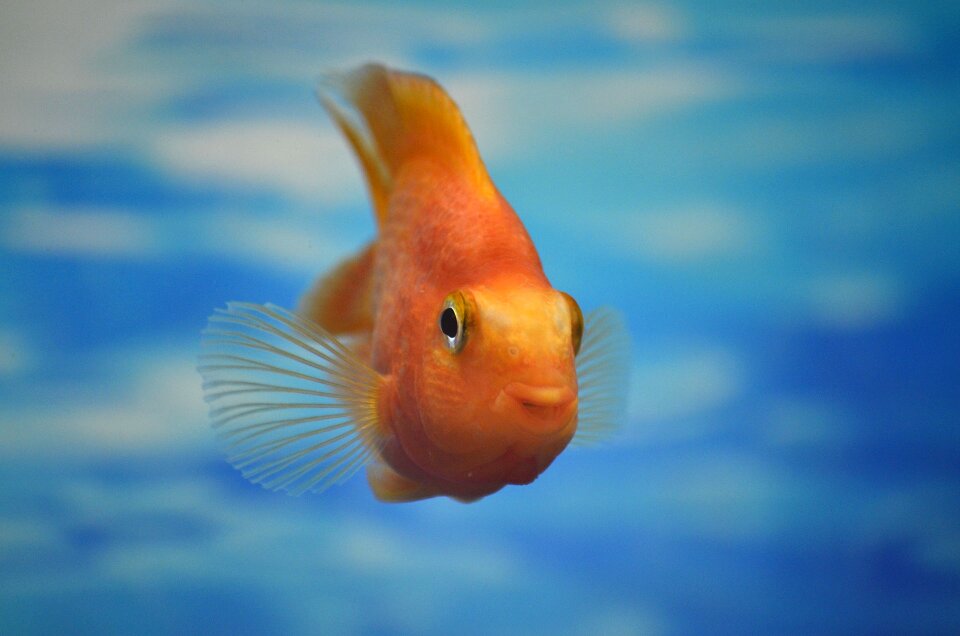 Water blue golden