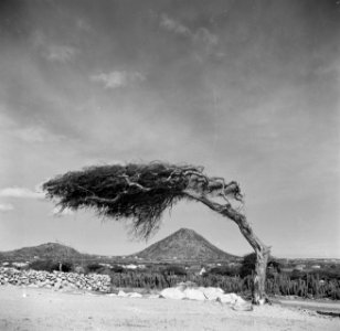 Een dividivi-boom (of watapana-boom) op Aruba met op de achtergrond de Hooiberg, Bestanddeelnr 252-7937
