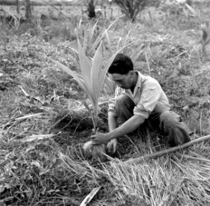 Een arbeider plant een jonge kokospalm in de palmentuin in Coronie, Bestanddeelnr 252-5662